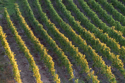 Full frame shot of corn field