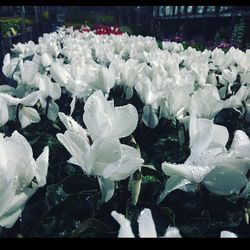 Close-up of white flowers