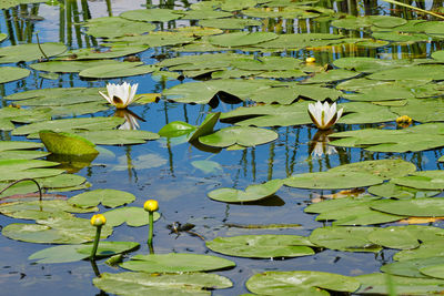 water lily