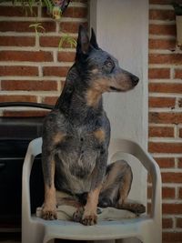 View of a dog looking away