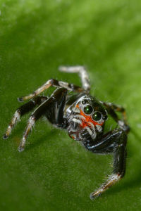 Close-up of spider