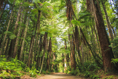 Walkway amidst trees in forest