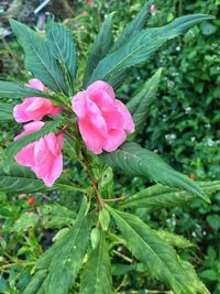 Close-up of pink flower blooming outdoors