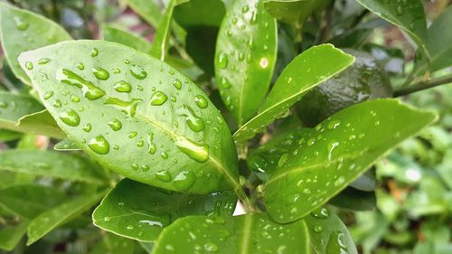 Close-up of wet plant leaves during rainy season