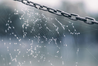 Close-up of wet spider web