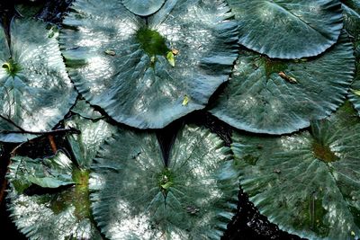 Full frame shot of leaves floating on water