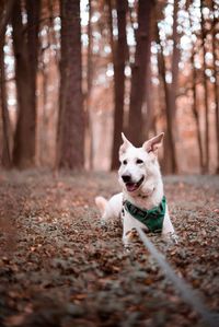 Dog running in a forest
