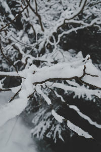 Close-up of frozen plant during winter