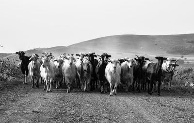 Herd of goat walking on dirt road against clear sky