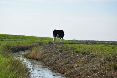 Horse standing in a field