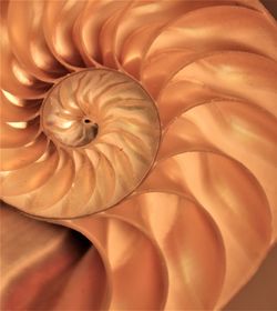 Full frame shot of shells