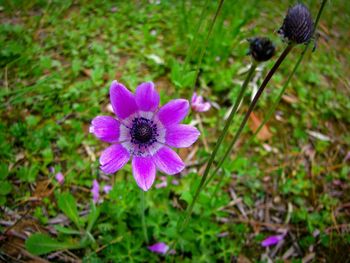 Close-up of purple flower blooming outdoors