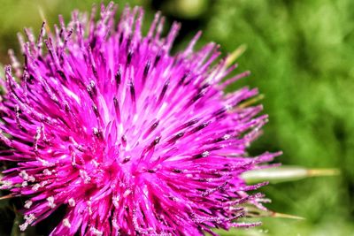 Close-up of purple flowering plant