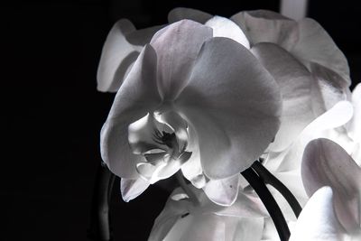 Close-up of flowers blooming outdoors