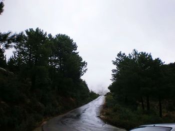 Country road along trees