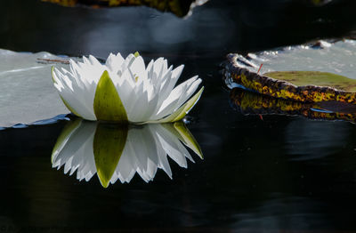 Close-up of lotus water lily in lake