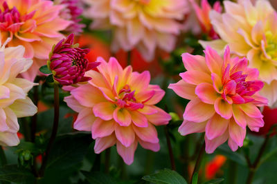 Close-up of pink flowering plants