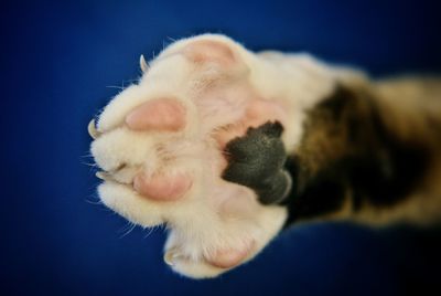 Close-up of white puppy