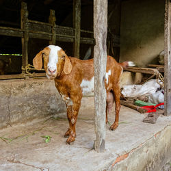 Portrait of goat standing by pole in shed