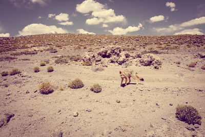 Scenic view of desert against sky