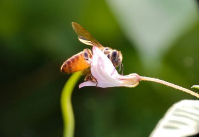 Close-up of insect on flower