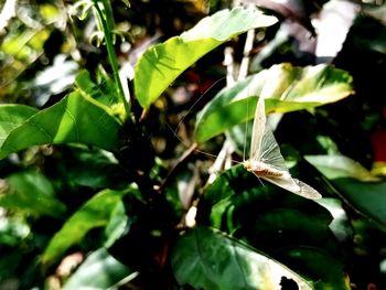 Close-up of insect on plant