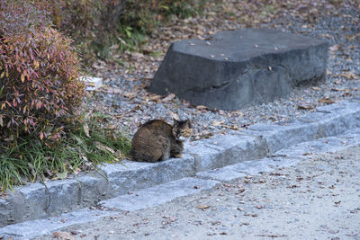 Cat by footpath