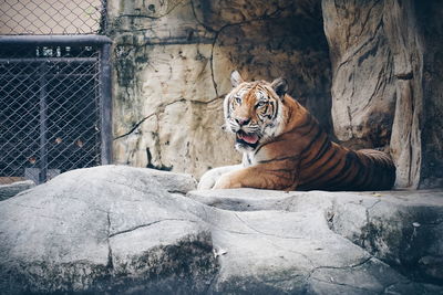 Cat resting on rock