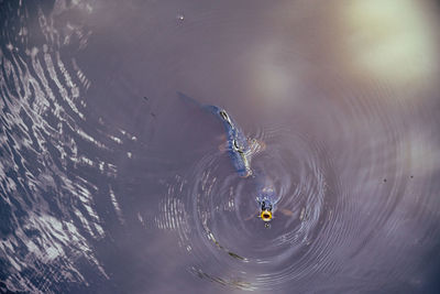 Close-up of spider in the water