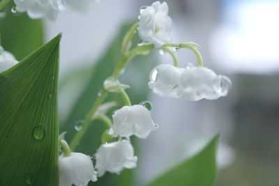 Close-up of white flowers