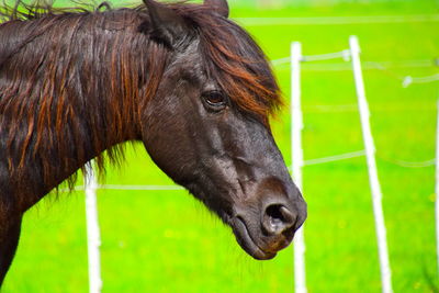 Close-up of a horse on field