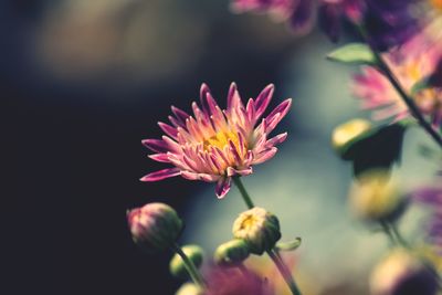 Close-up of pink flower