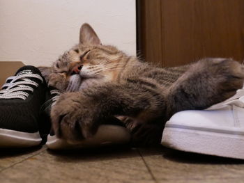 Close-up of a cat resting