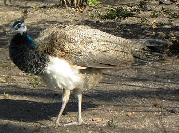 Close-up of birds