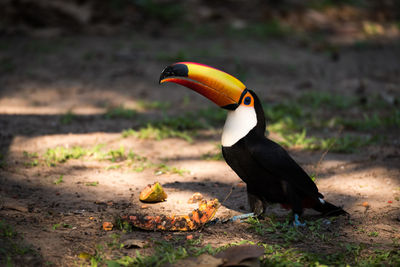 Close-up of toucan perching on field