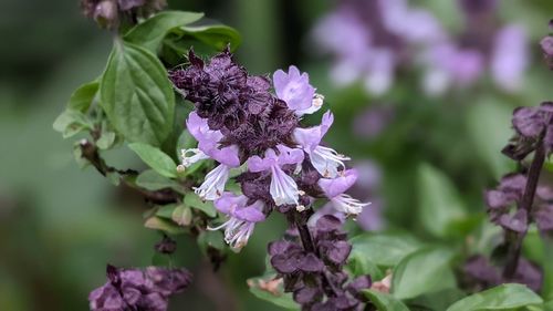 Close-up of purple flowering plant