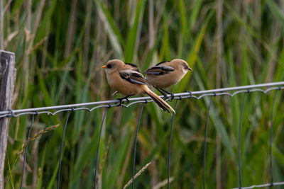 2 long-tailed shrike on a fence