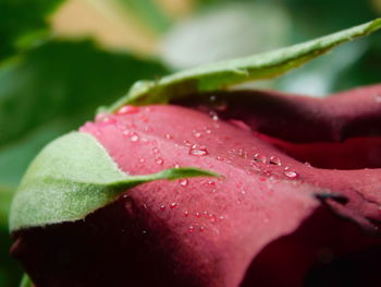 Close-up of raindrops on pink rose