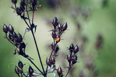 Close-up of ladybug on plant