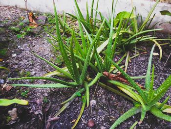 Close-up of fresh green plants in water