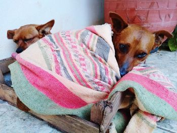 Close-up of a dog resting