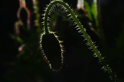 Close-up of fern