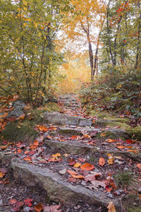 Autumn leaves on footpath