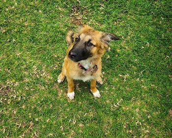 Dog standing on grassy field