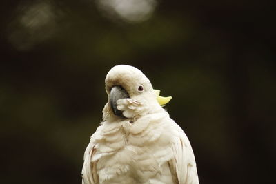 Yellow crested cockatoo - cacatua sulphurea