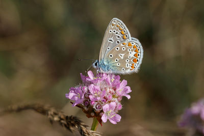 Close-up of butterfly pollinating on purple flower