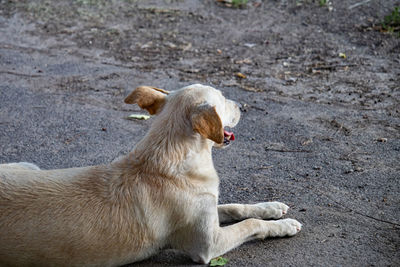 High angle view of dog looking away