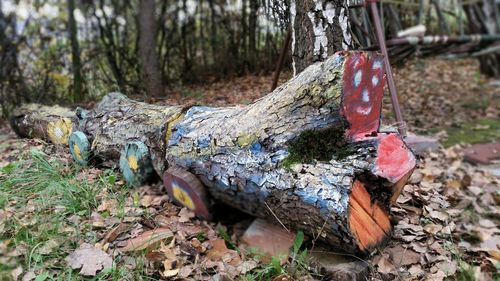 Close-up of tree trunk in forest