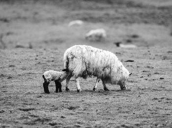 Sheep feeding lamb while grazing on grass