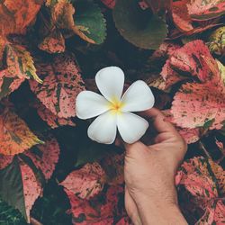 Close-up of hand holding white flowering plant